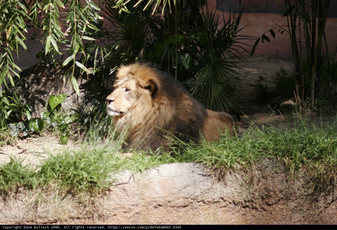 King of the Grasslands