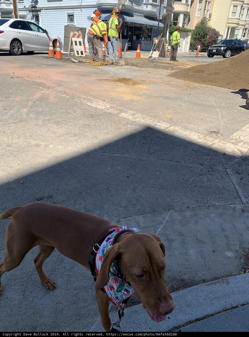 The Canine Accessory Parade