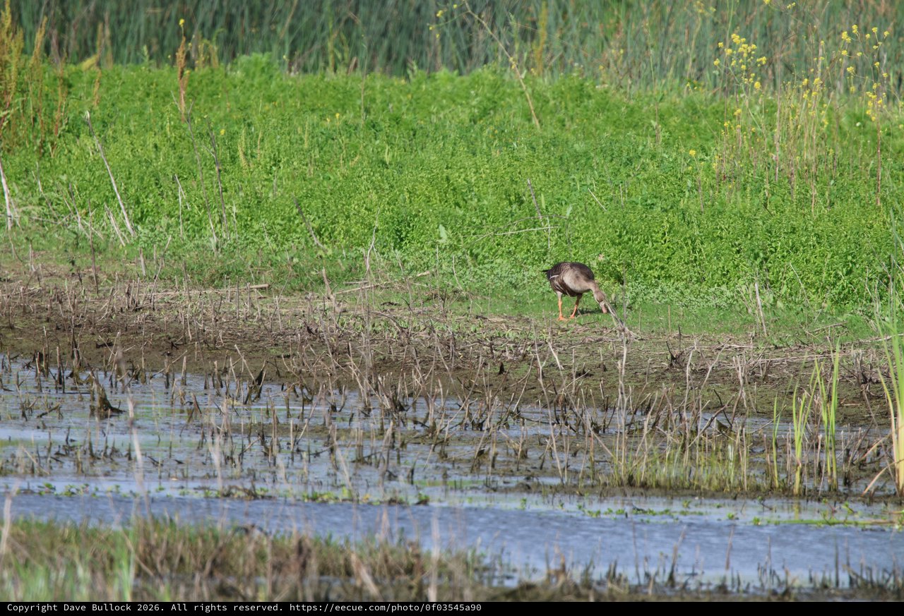 Common Gallinule Foraging in Flooded Wetland Habitat