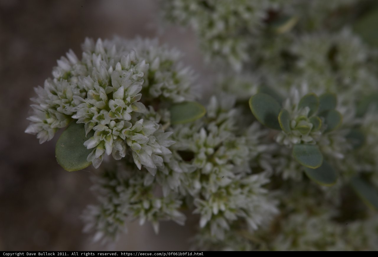 White Flowered Plant up Close