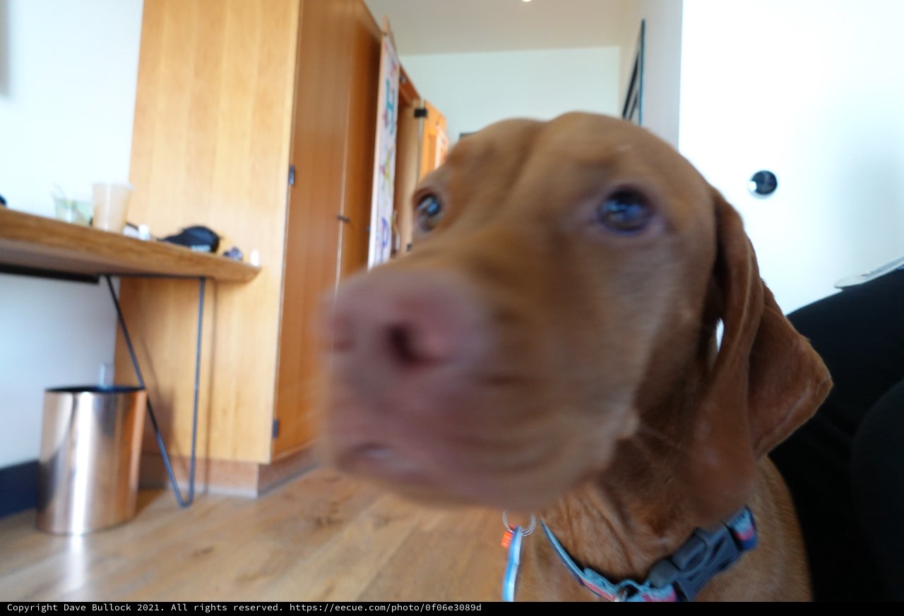 Curious Golden Labrador Close-Up Portrait
