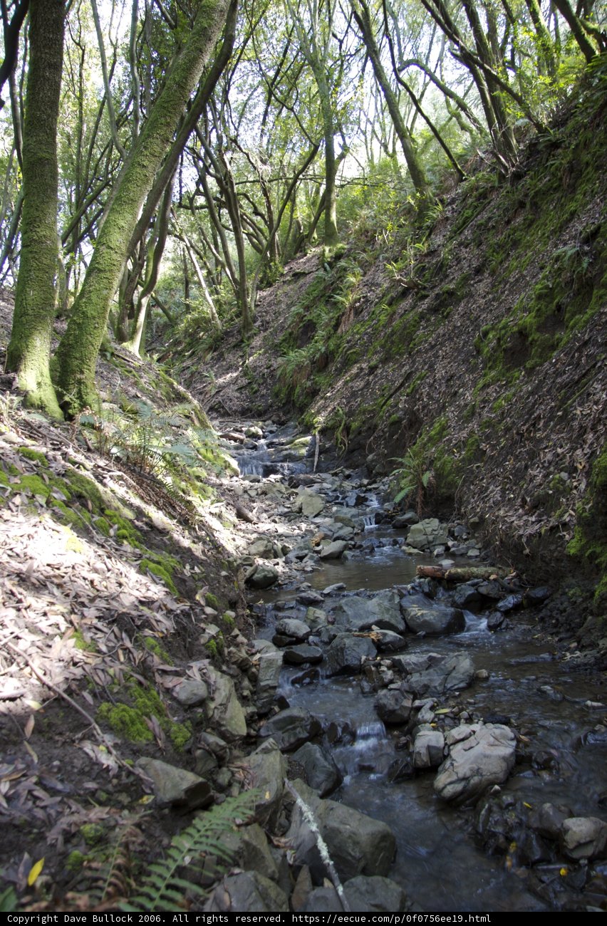 Serene Stream in the Wild