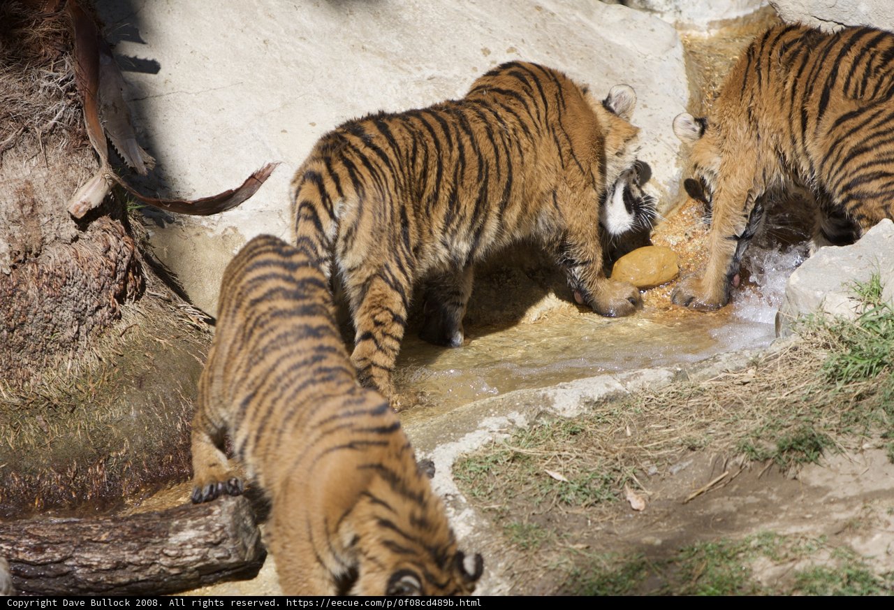 Three Tigers Quenching Their Thirst