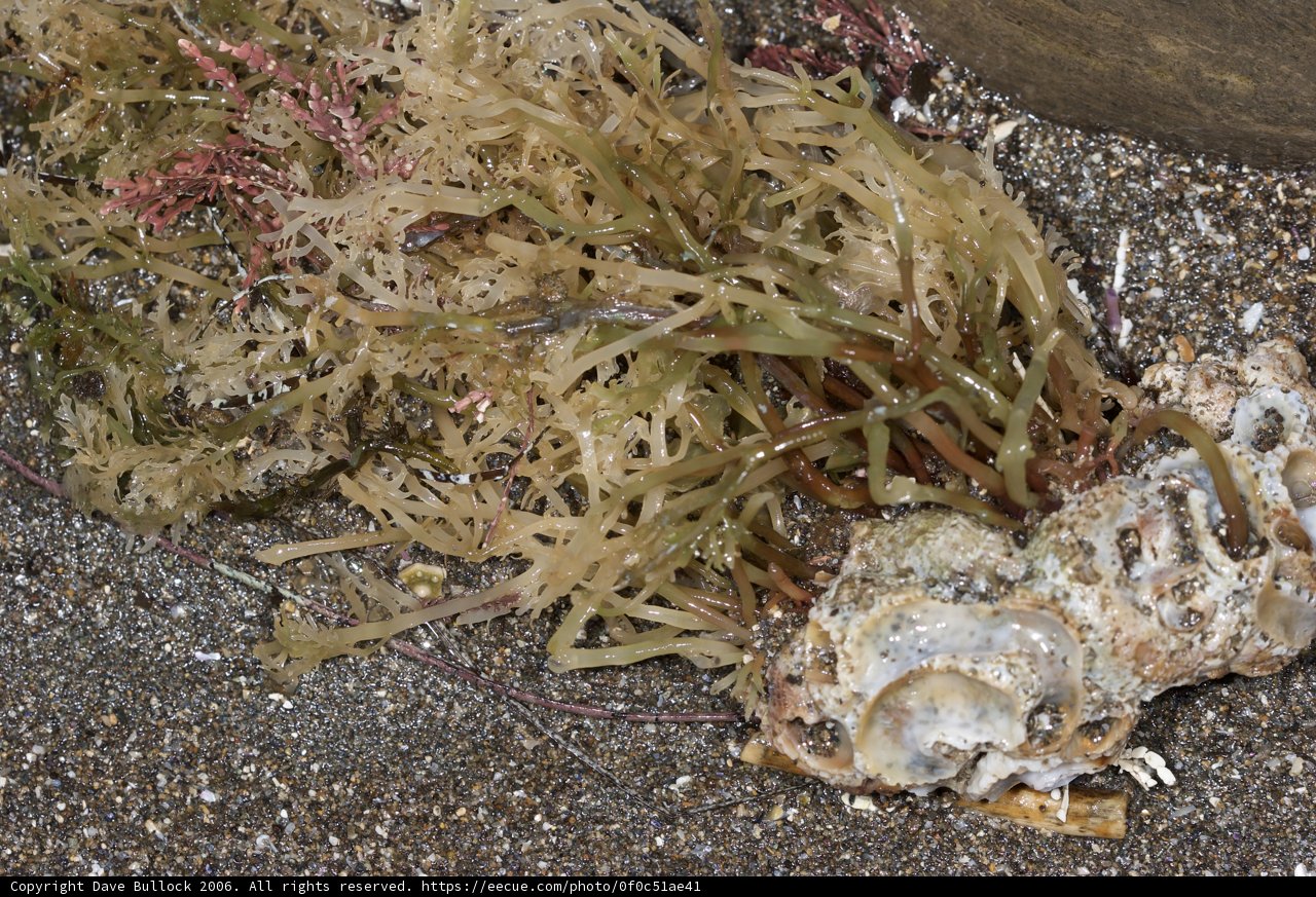 Lifeless Seaweed on the Shore