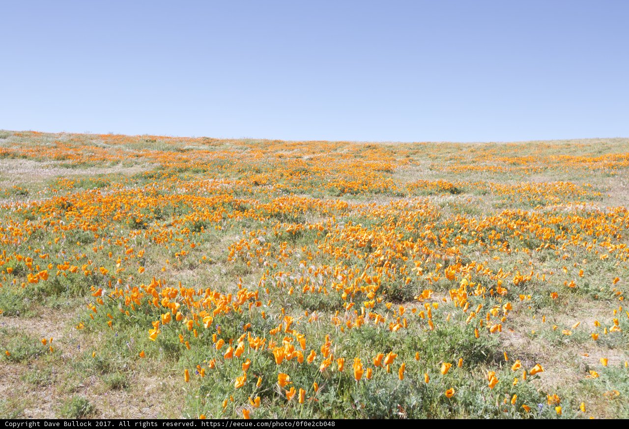 Fields of Oranges