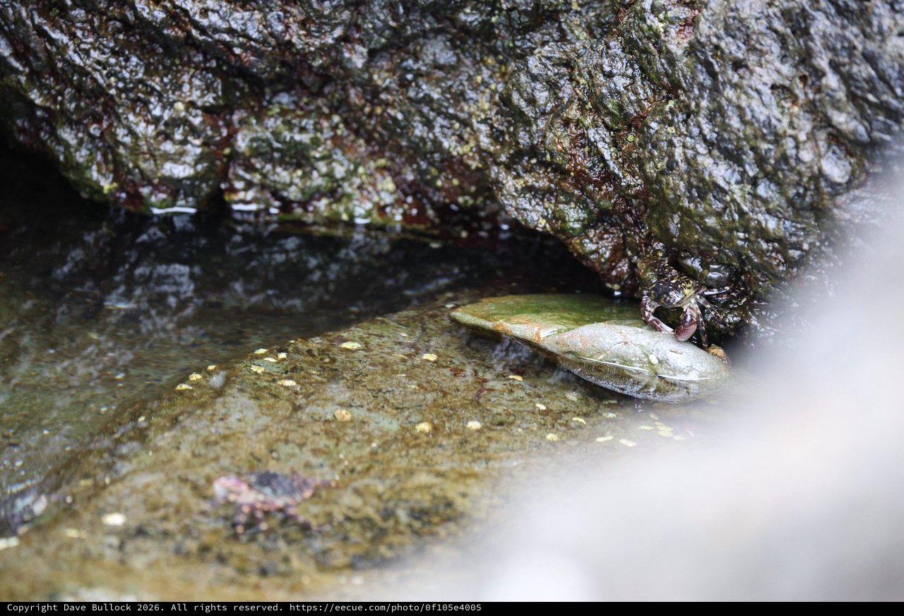Crab Feeding on Mussel in Rocky Tide Pool