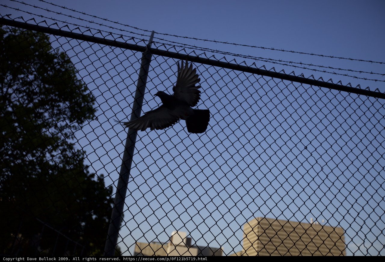 Pigeon Soaring Over Cityscape