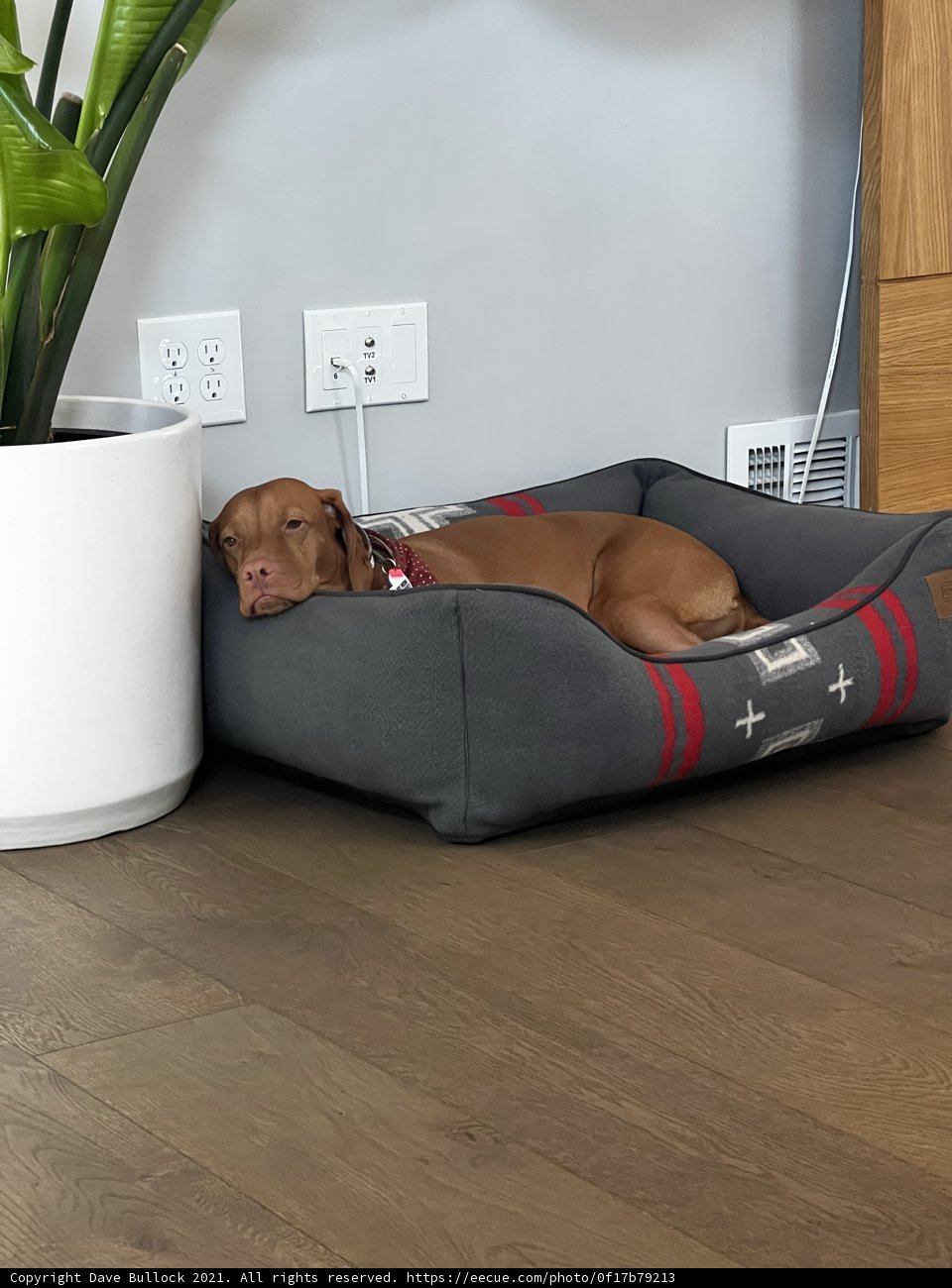 Cozy Canine Nap