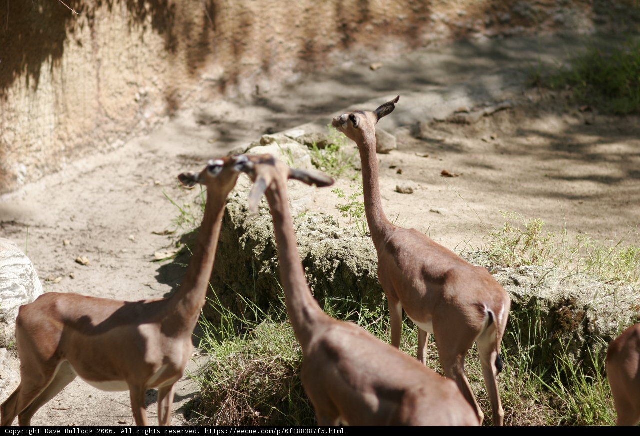 Grazing Gazelles
