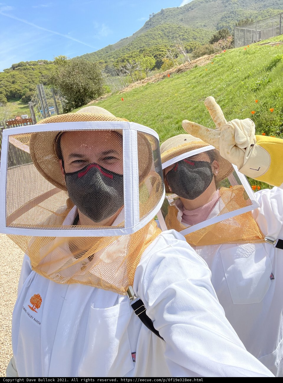 Beekeeping in Carmel