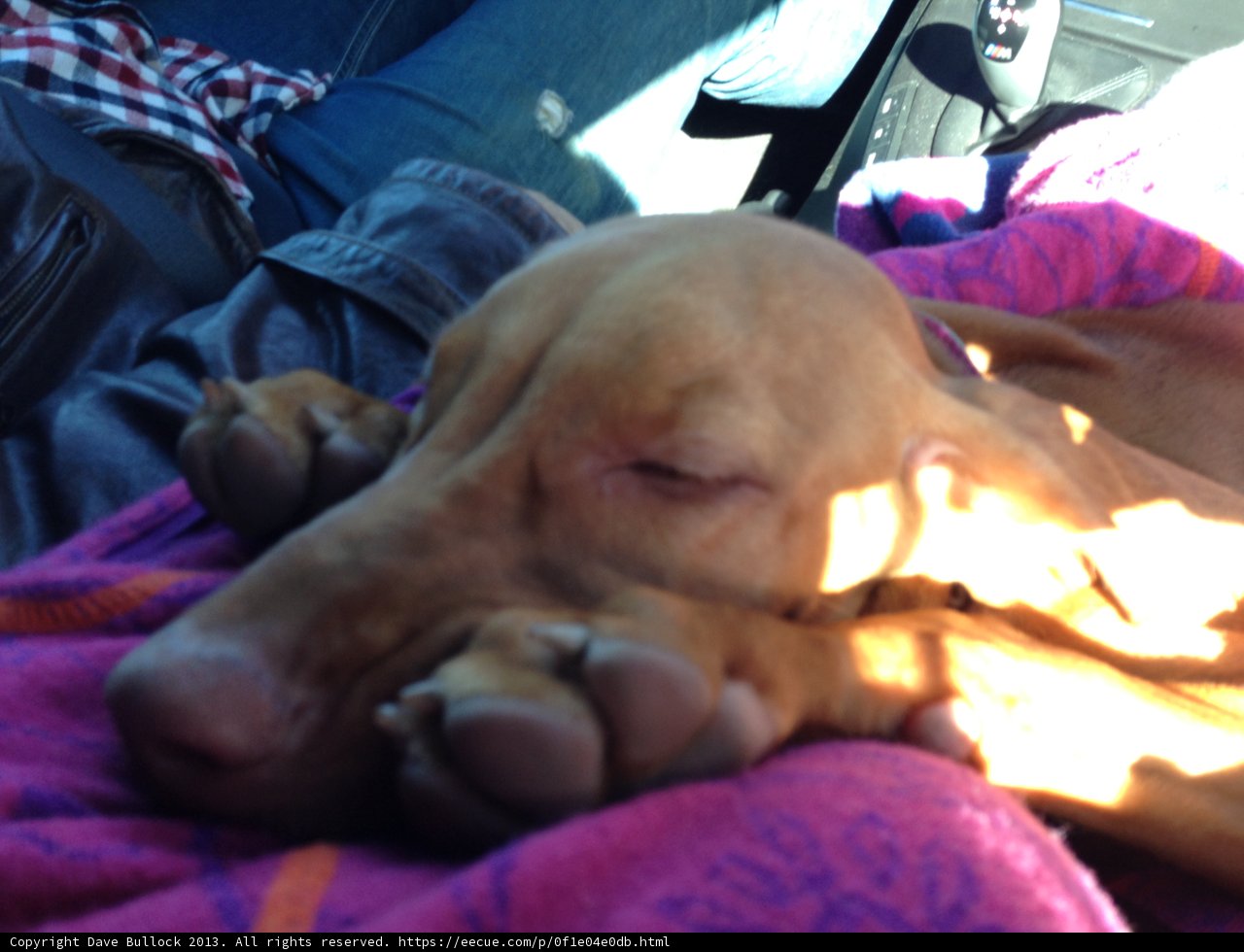 Snoozing Hound in the Big Sur