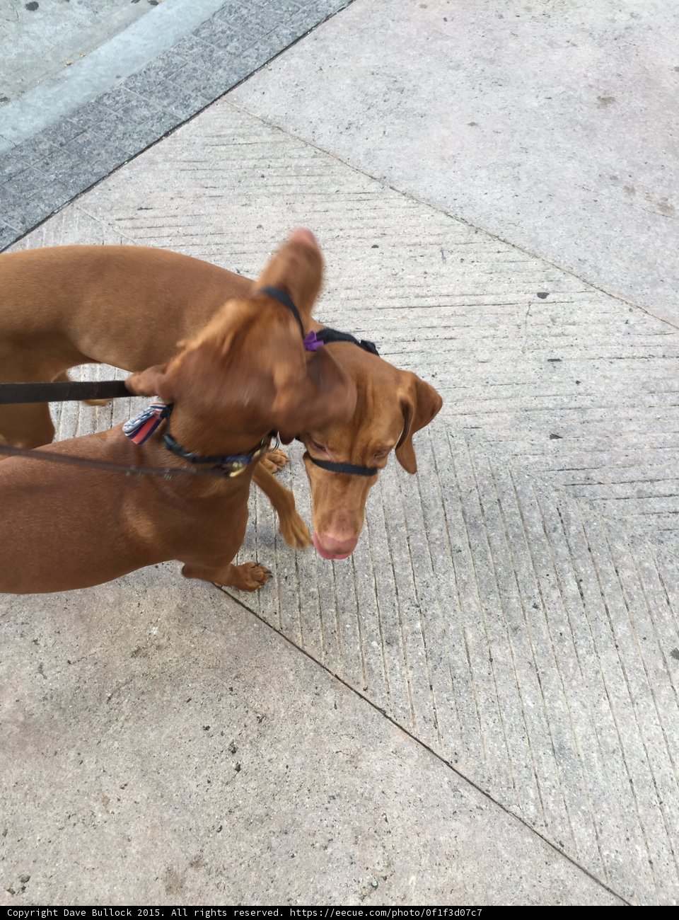 Canine Duo