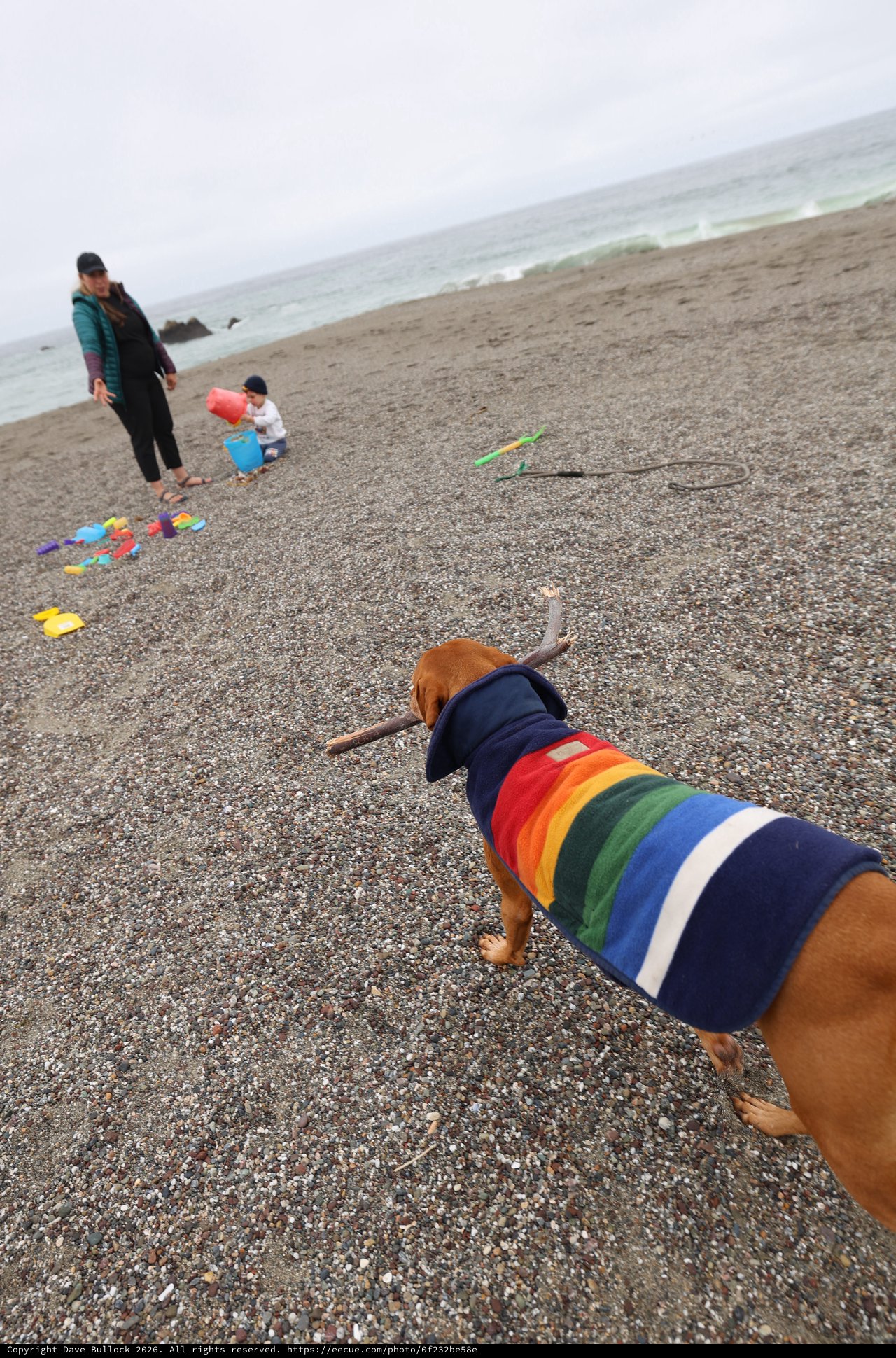 Rainbow-Coated Dog Fetches Stick on Misty Beach
