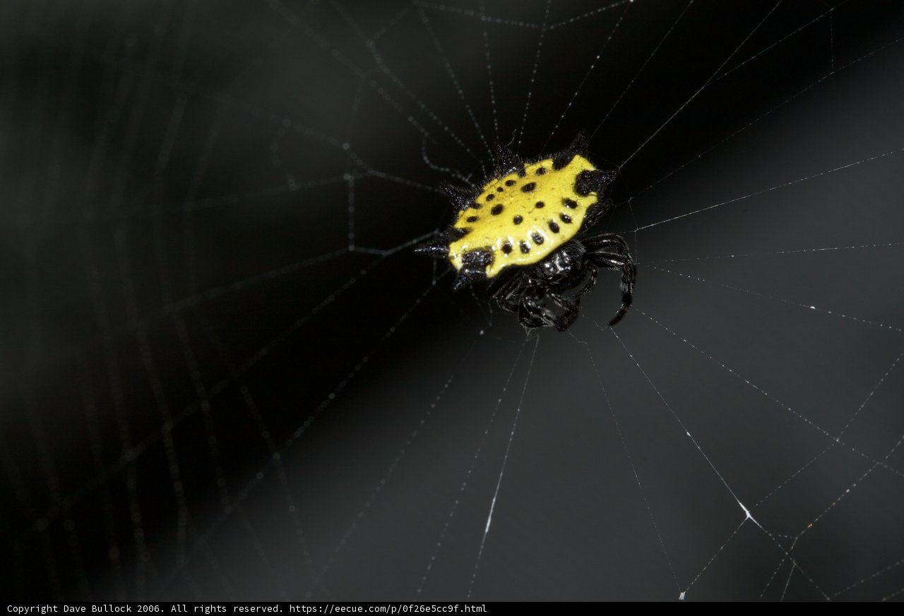 Garden Spider: Capturing Nature's Beauty