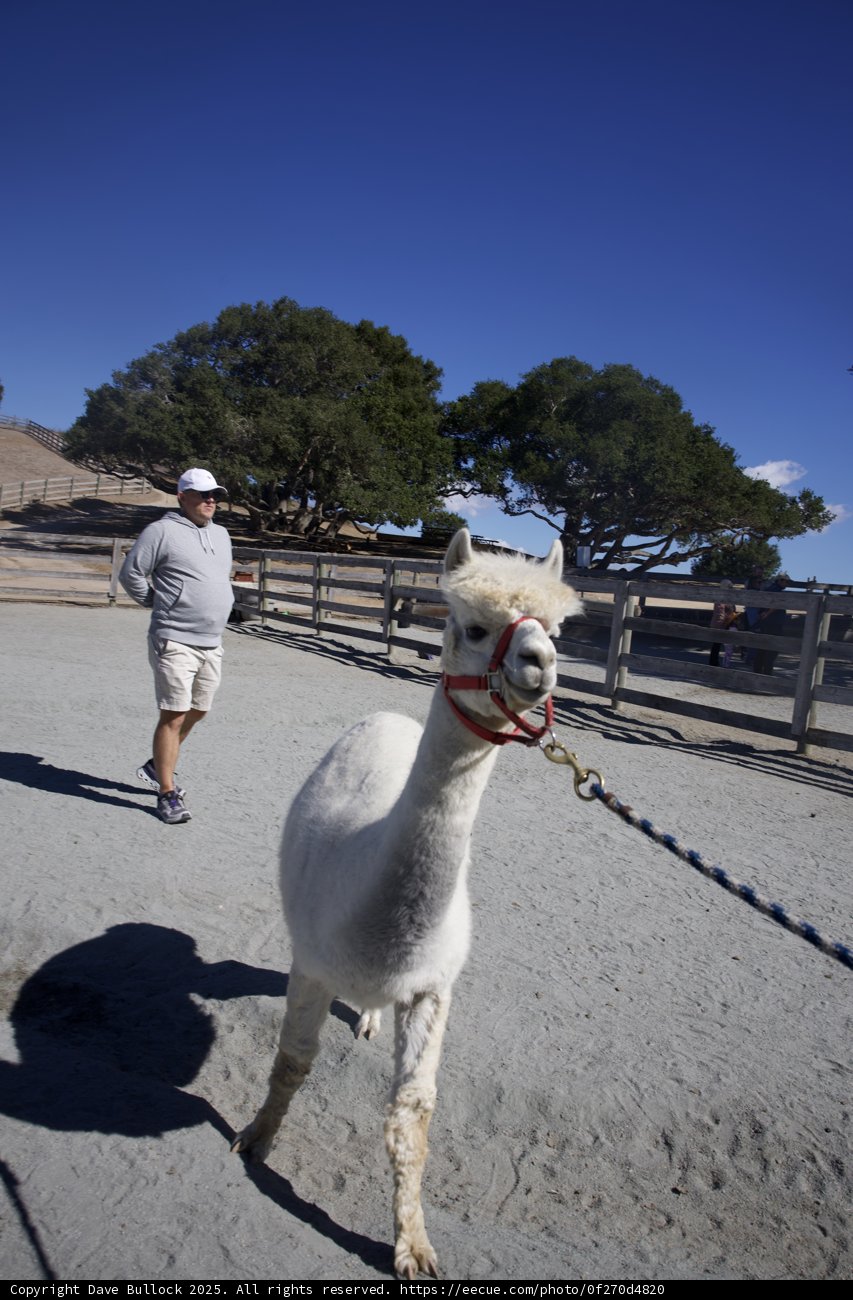 Morning Stroll at Carmel Valley Ranch