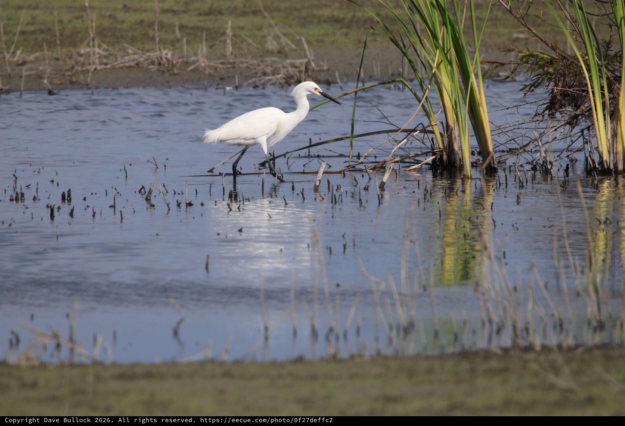 Snowy Egret Wading in Flooded Wetland Habitat