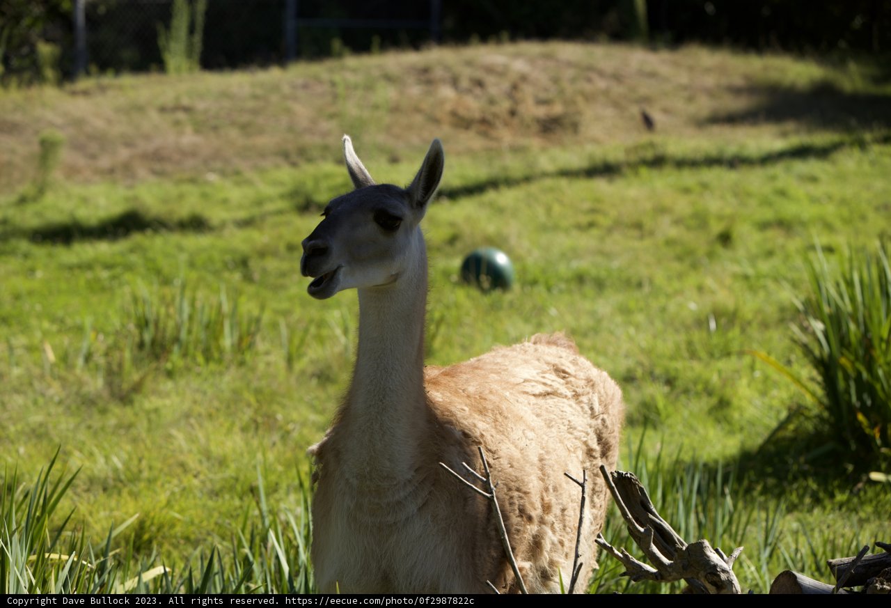 The Lone Llama of San Francisco Zoo
