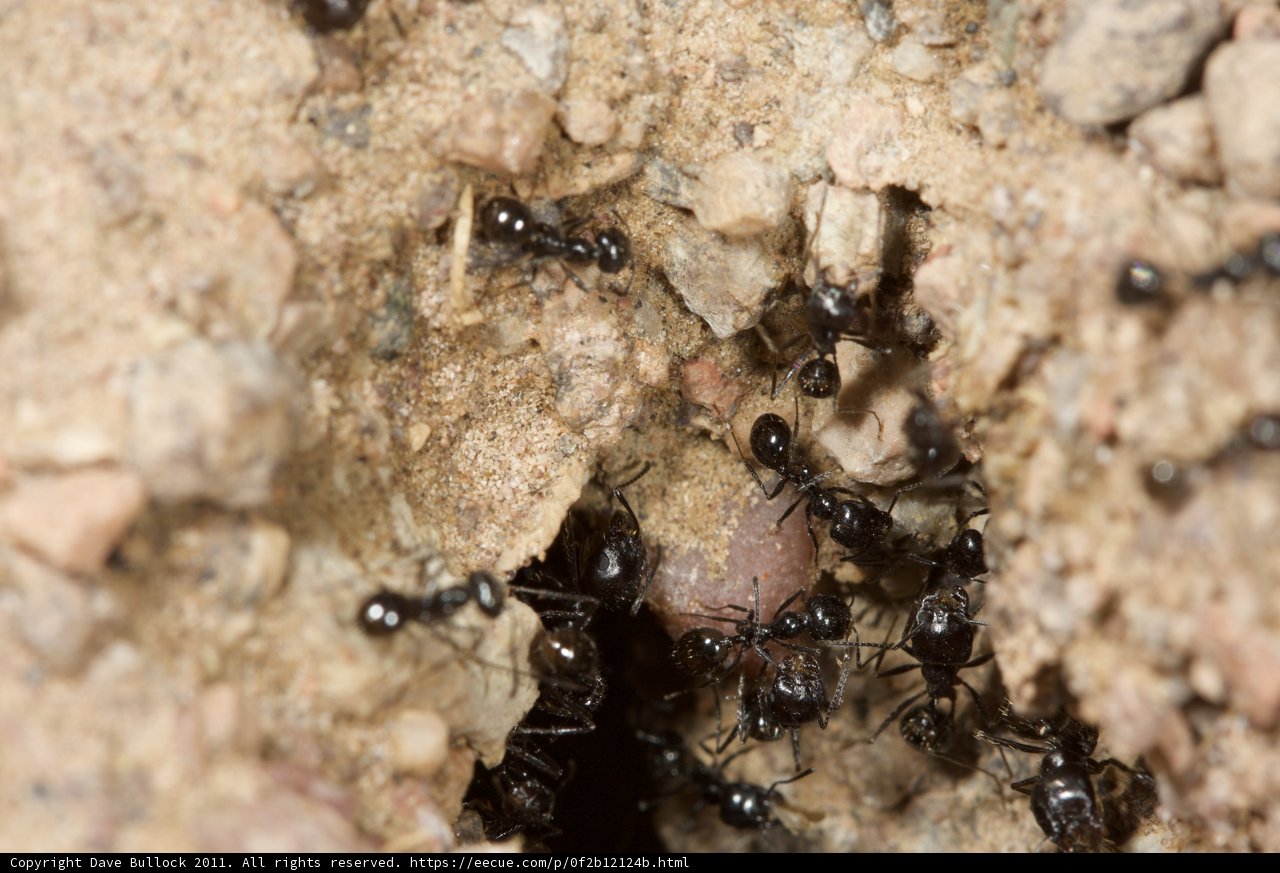 Busy Ants on the Move