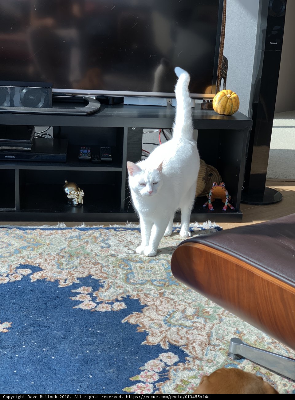 Feline Entertainment Center
