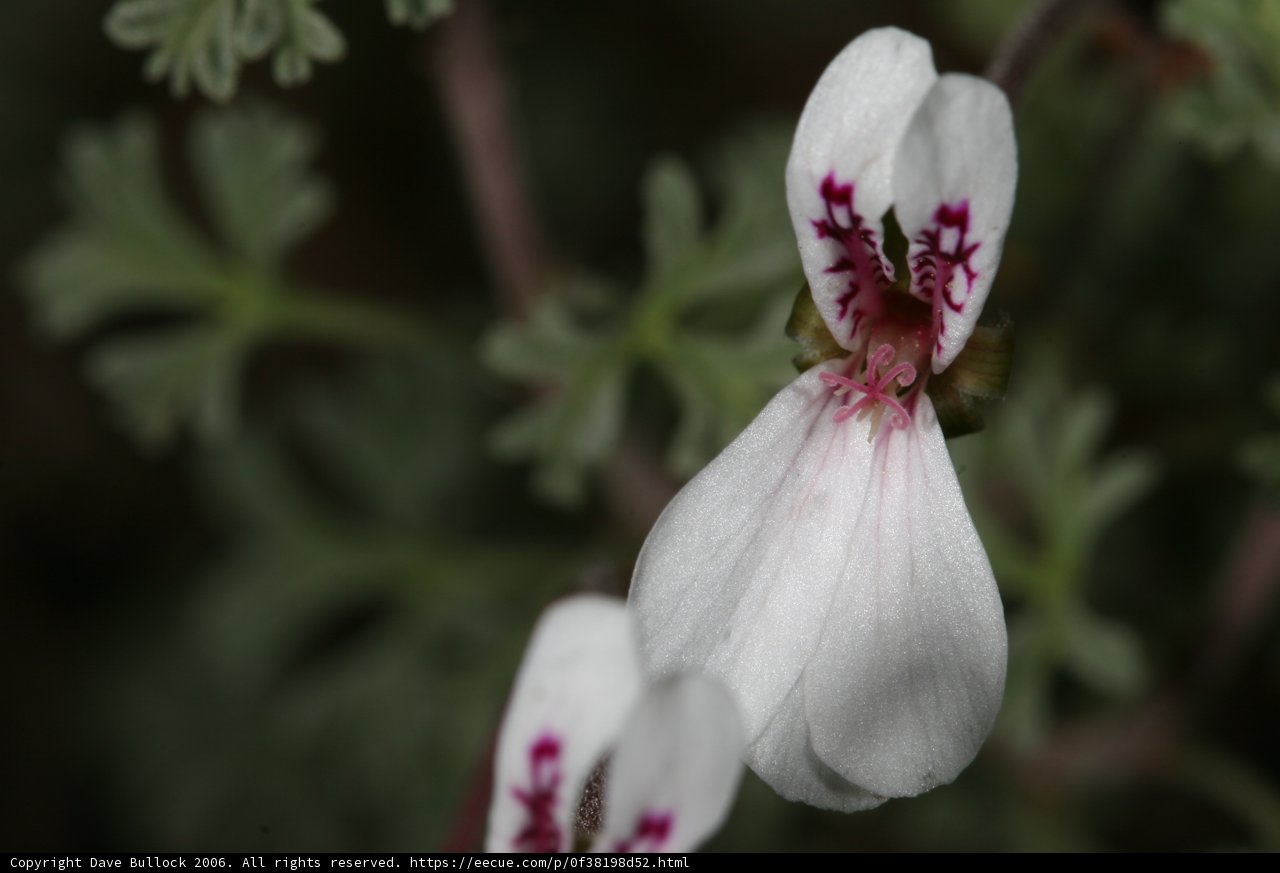 Geranium Blooms with Vibrant Ruby Centers