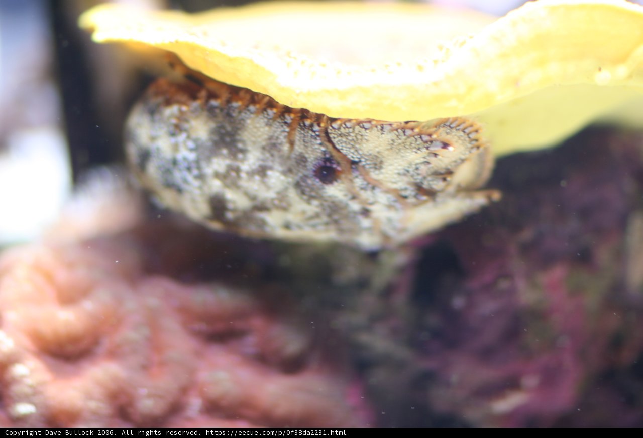 Underwater Beauty