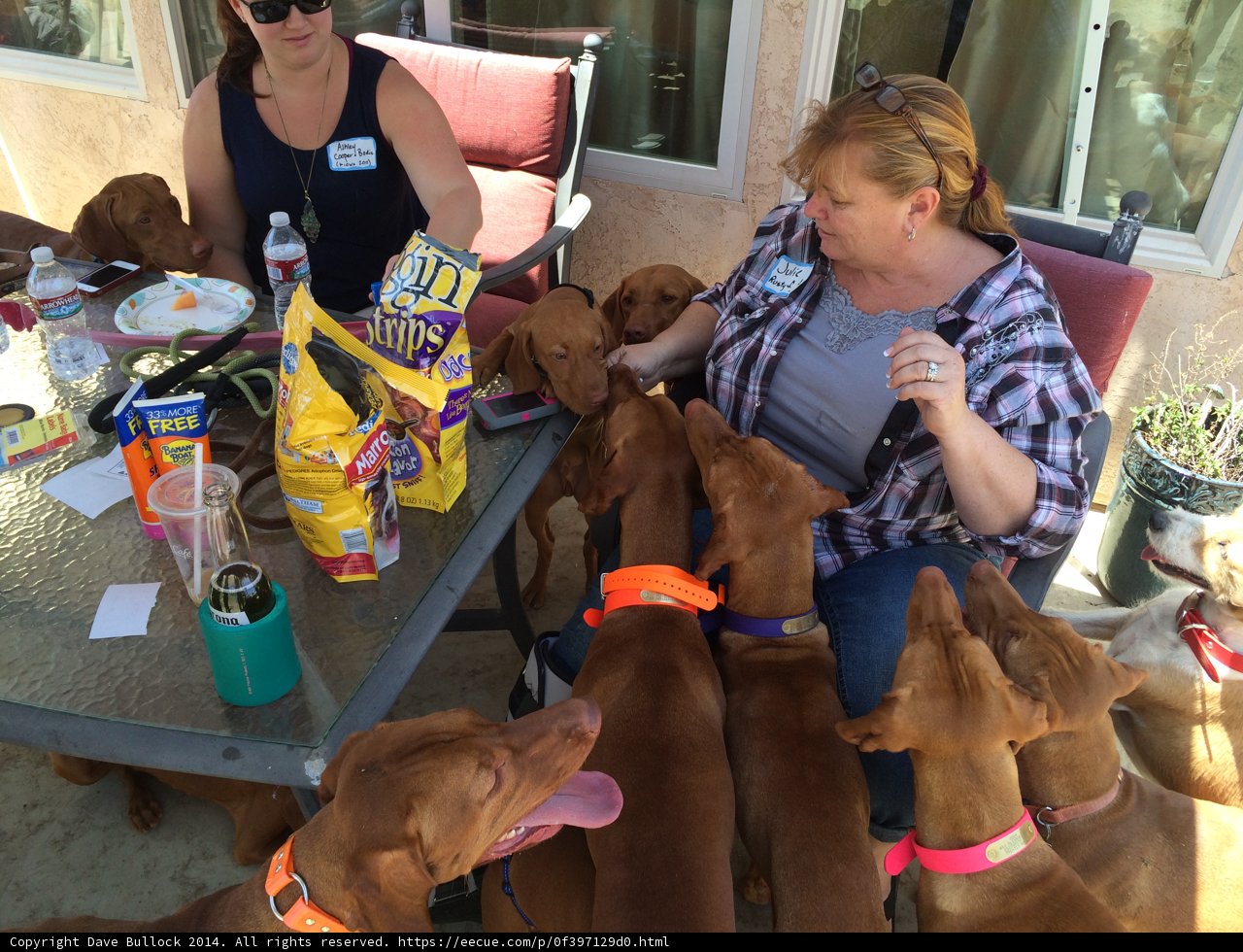 A Woman and Her Canine Friends