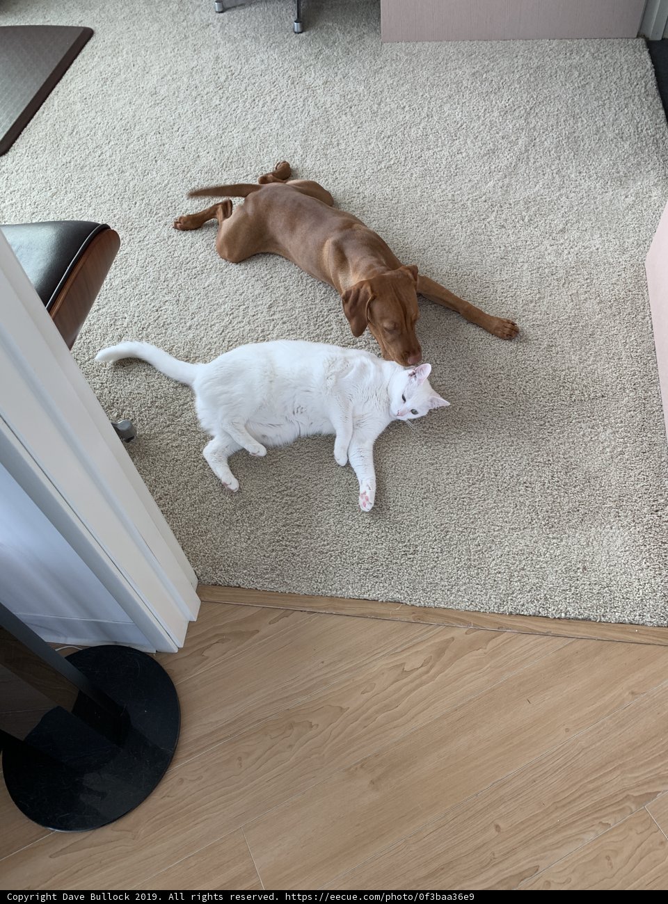 Furry Friends on Hardwood Flooring