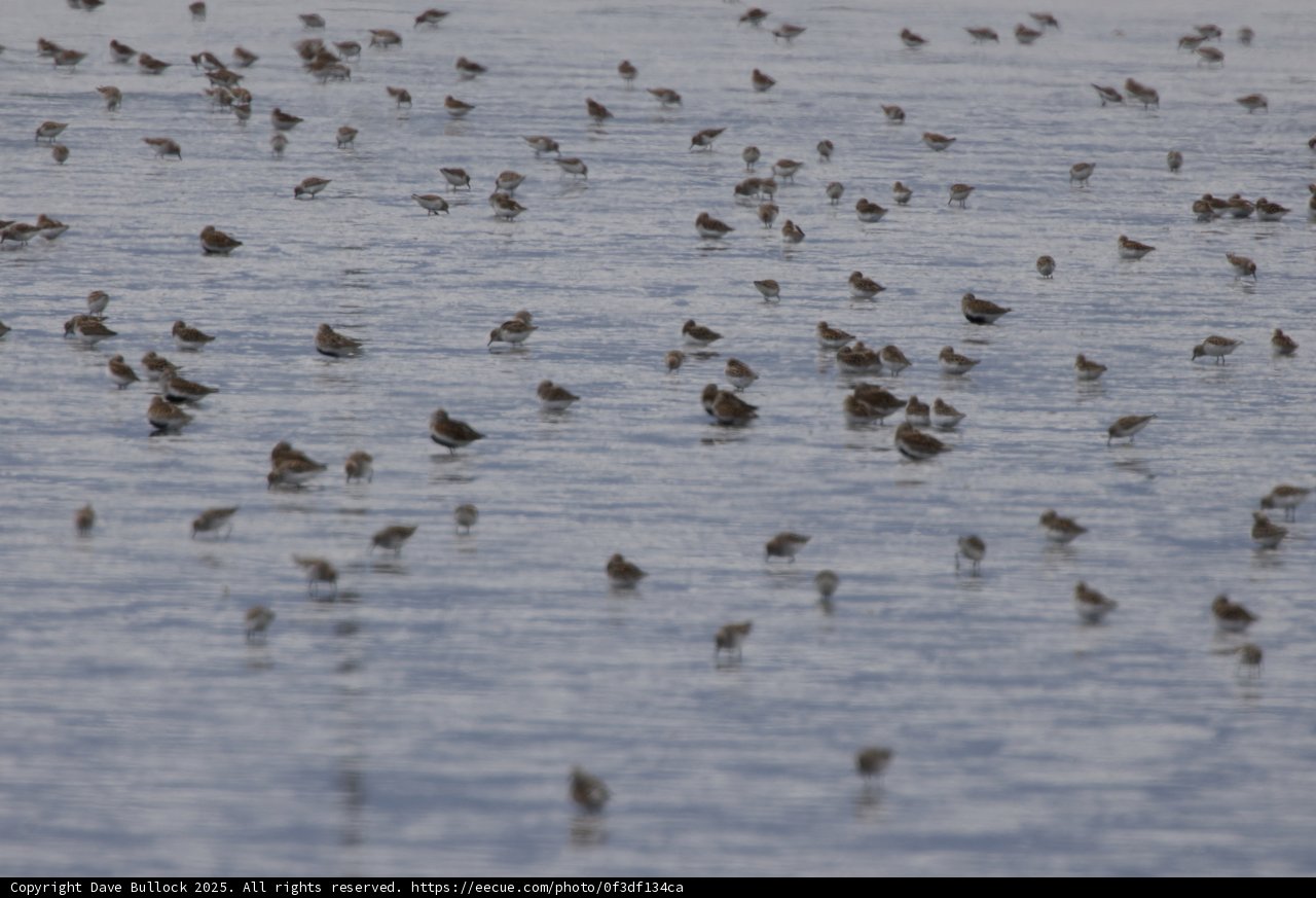 A Dance of Wings Over San Pablo Bay