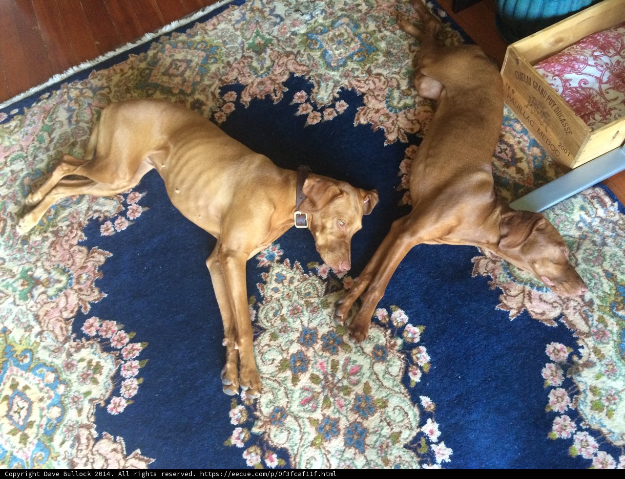 Two Canine Companions on a Cozy Rug