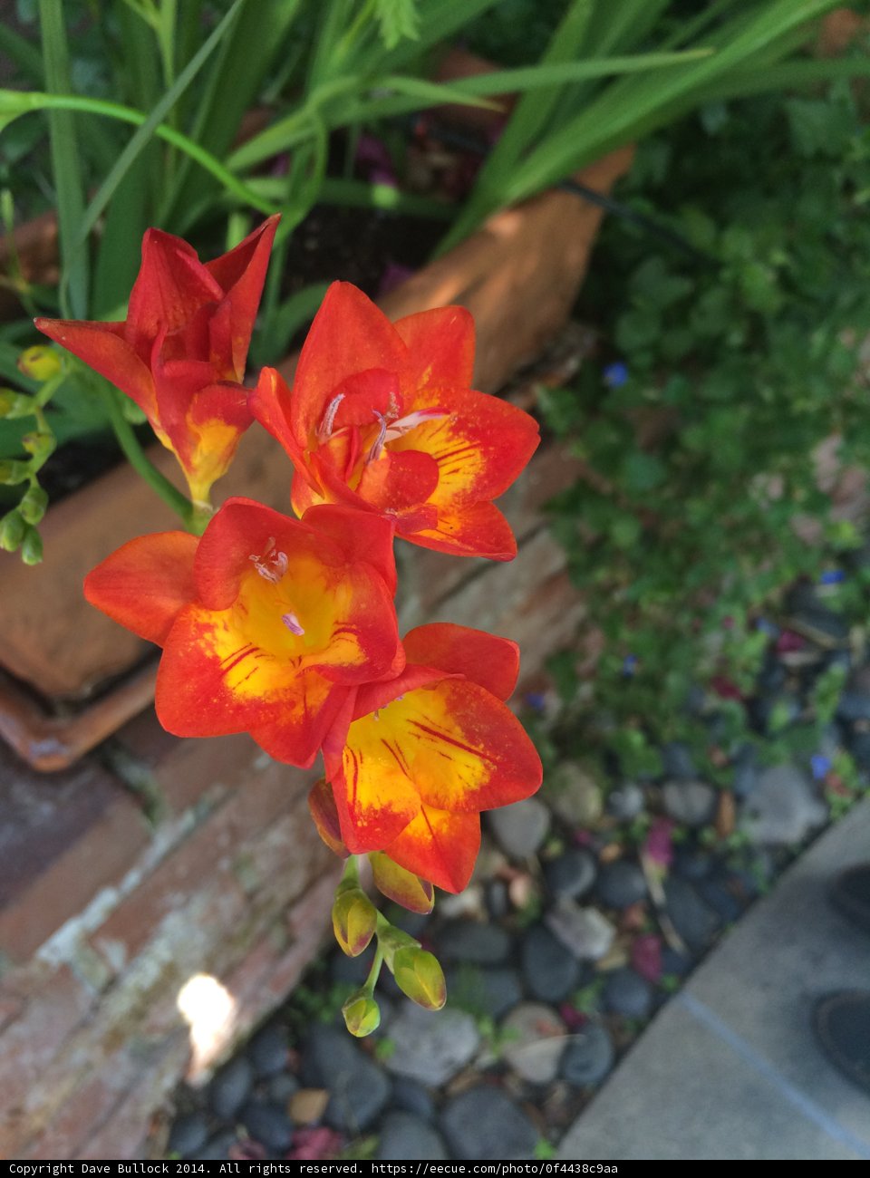 Vibrant Orange Flowers in Altadena
