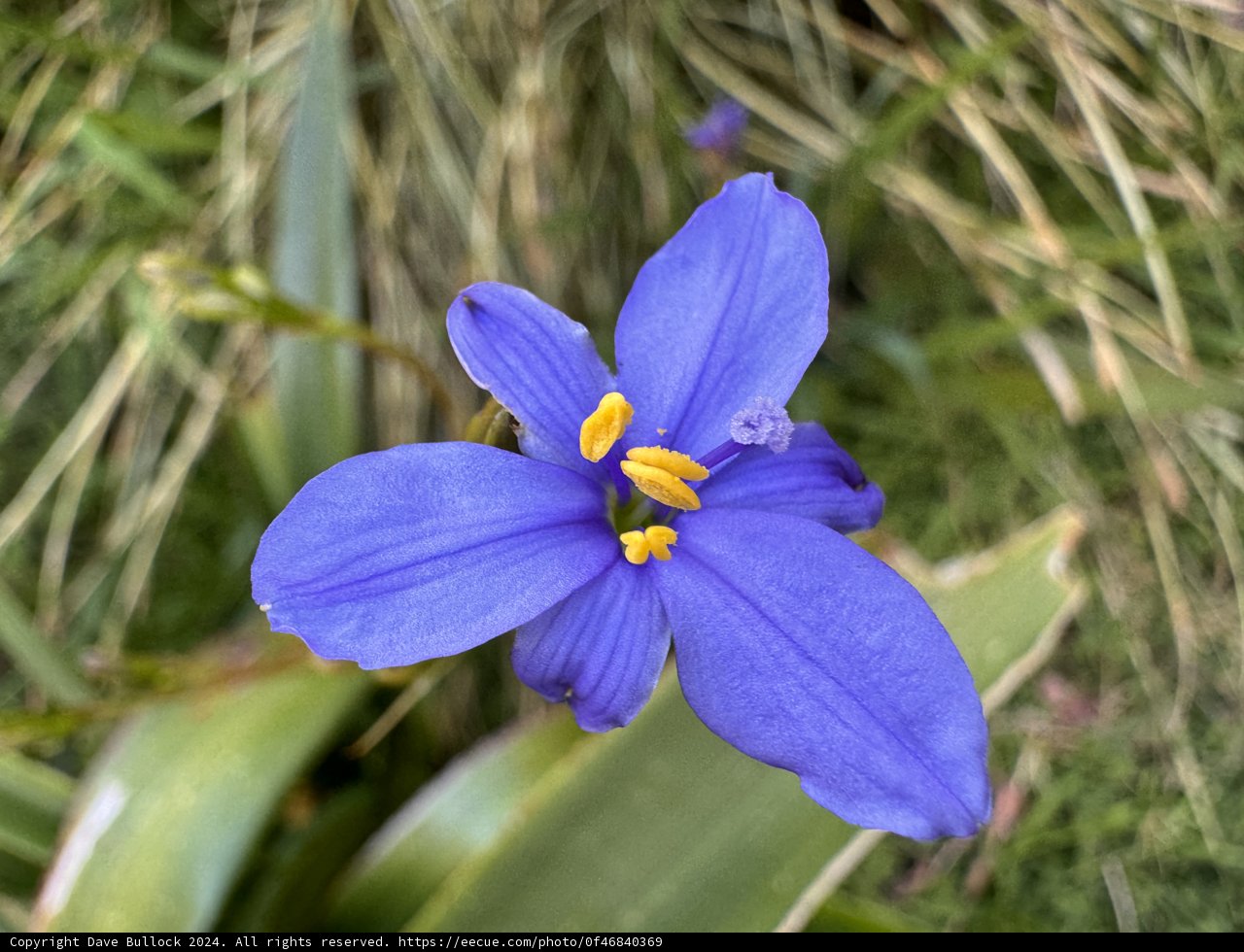 Vibrant Encounter: April's Irises in Bloom