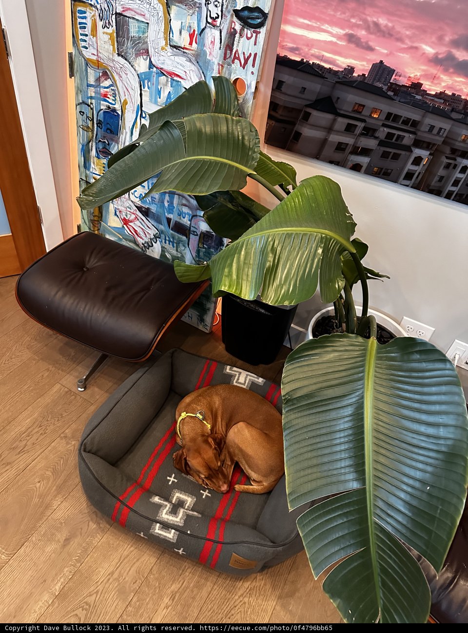 Cozy Canine