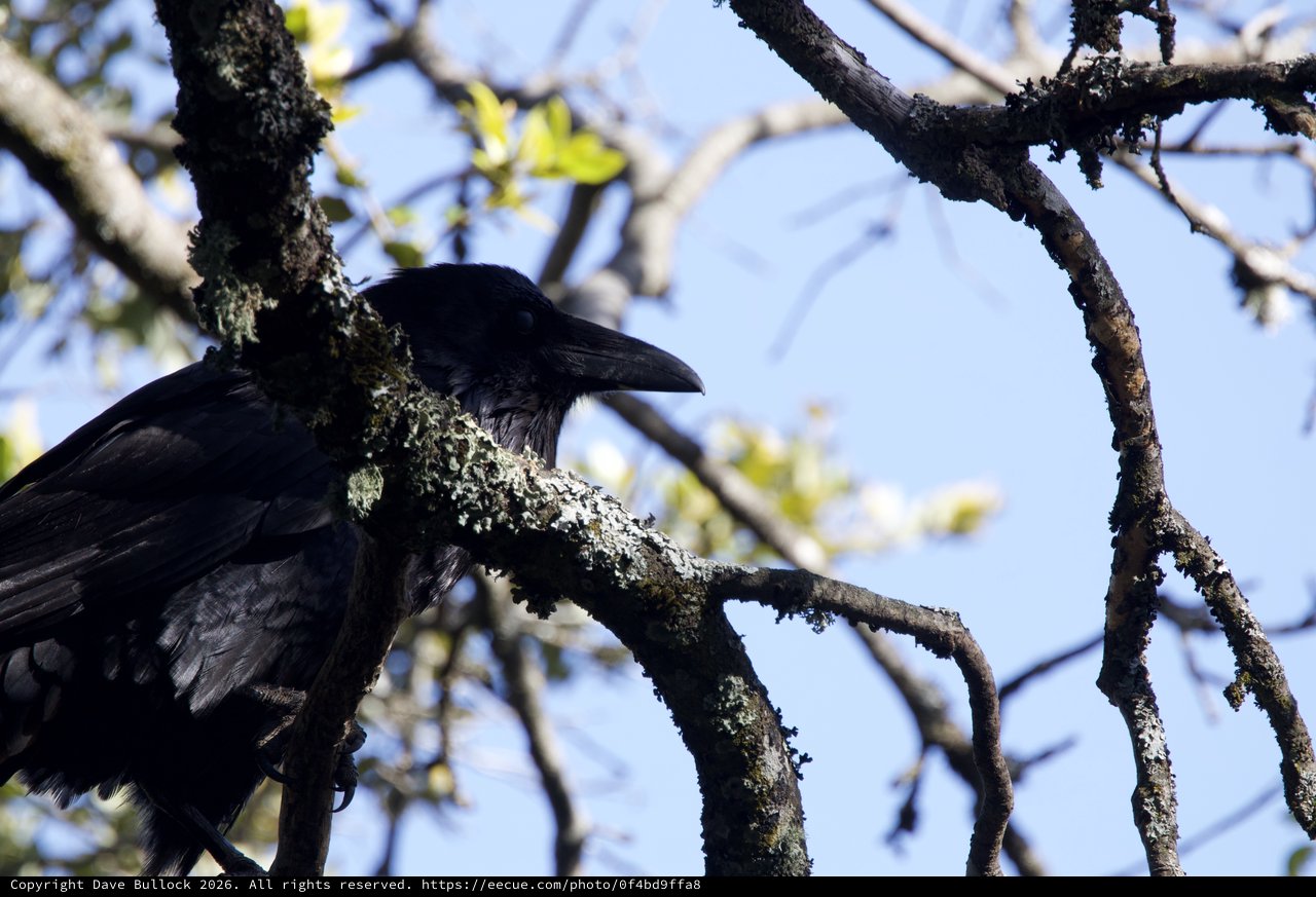 Common Raven Perched in Lichen-Covered Oak Tree