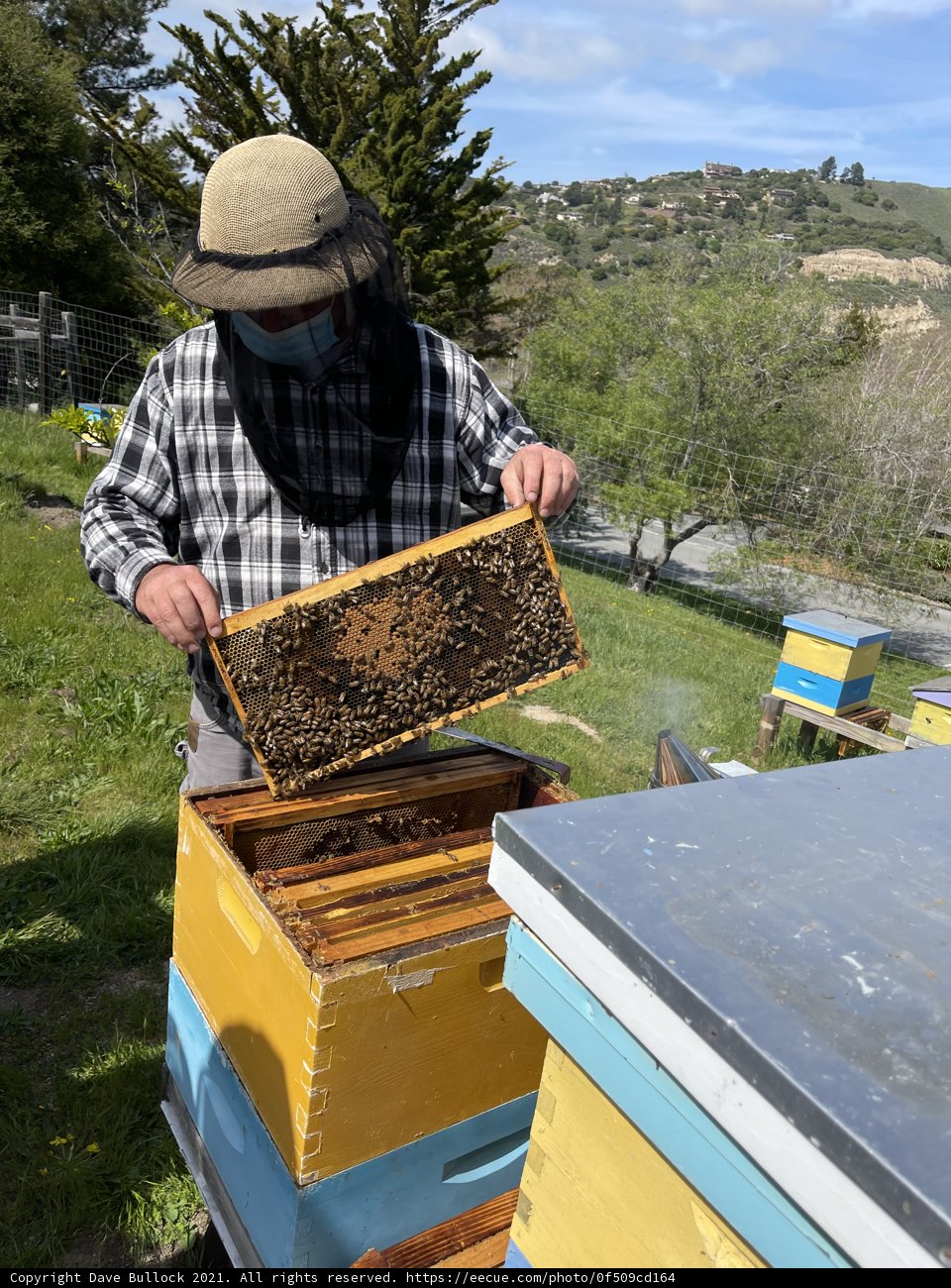 Beekeeper and His Buzzing Bees