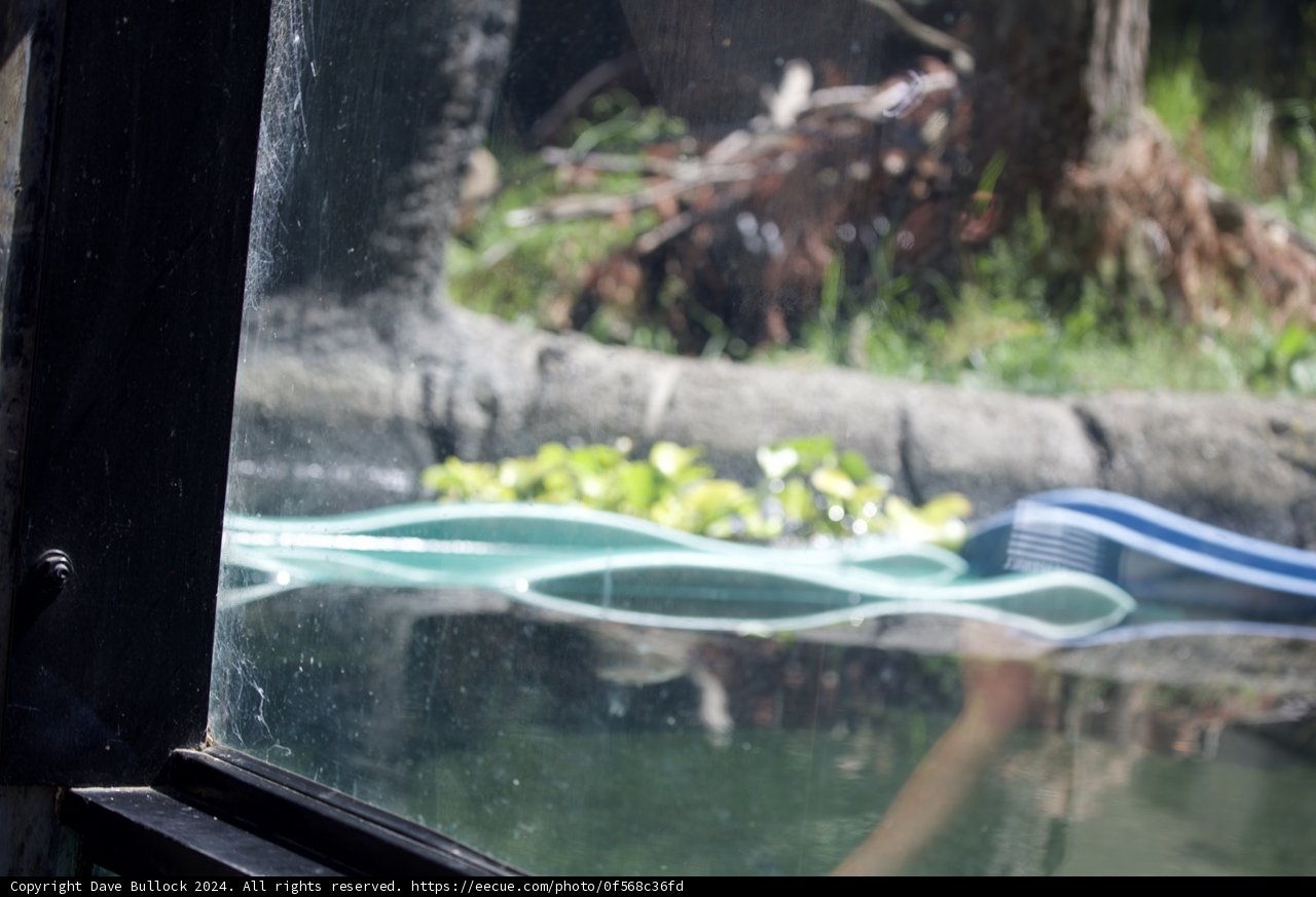 Reflections of Walnut Creek