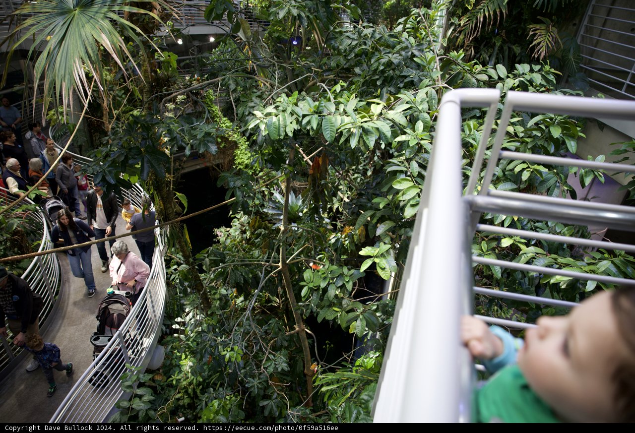 Nature's Curiosity: A Baby's Encounter in a Rainforest