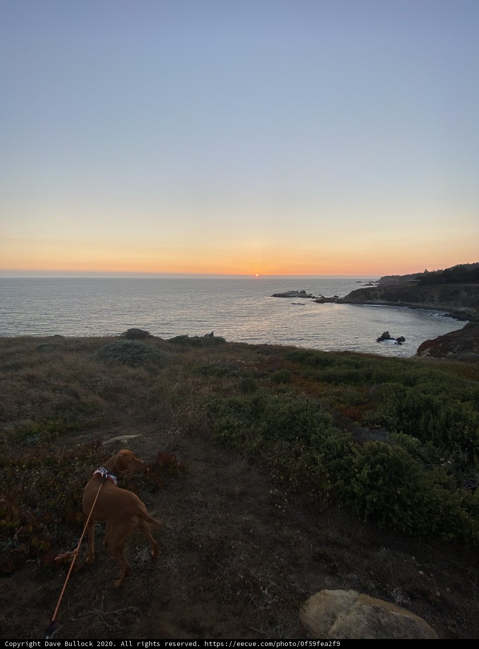 Overlooking the Ocean with Man's Best Friend
