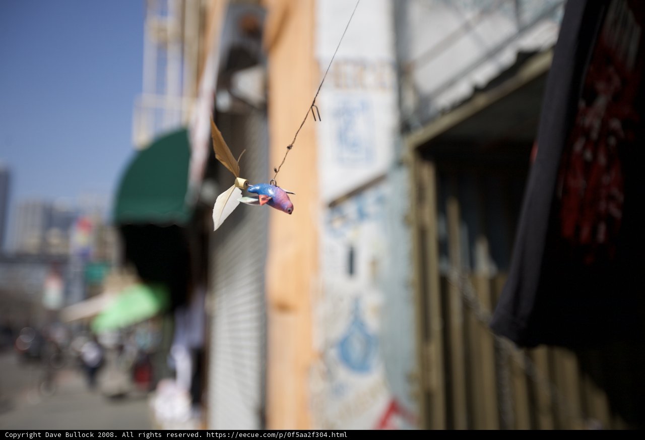 Colorful Bird on a String