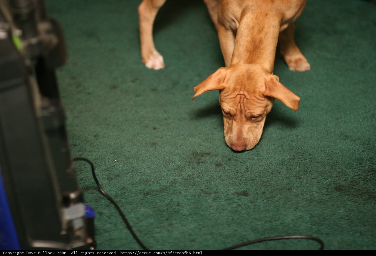 Inquisitive Canine Sniffs Out Adventure