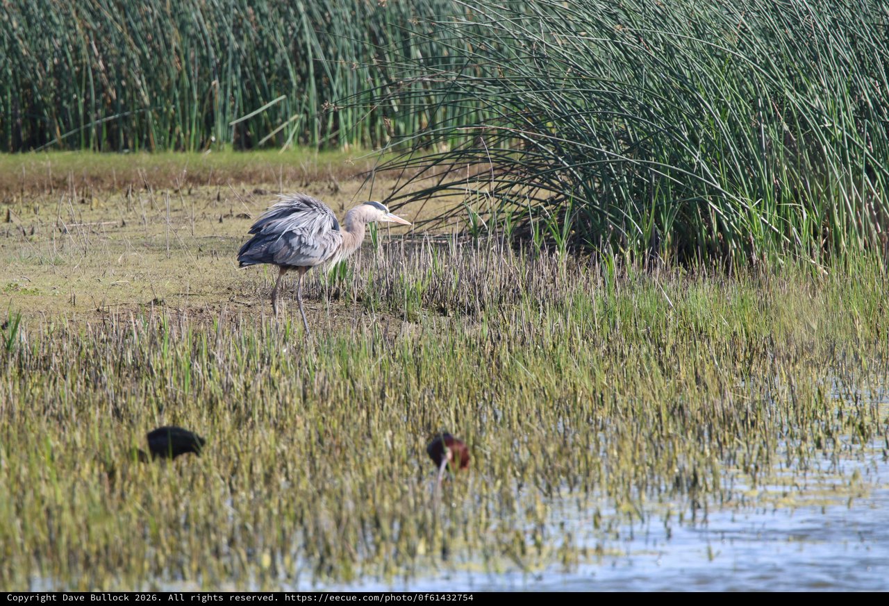 Great Blue Heron Hunting in Wetland Marsh
