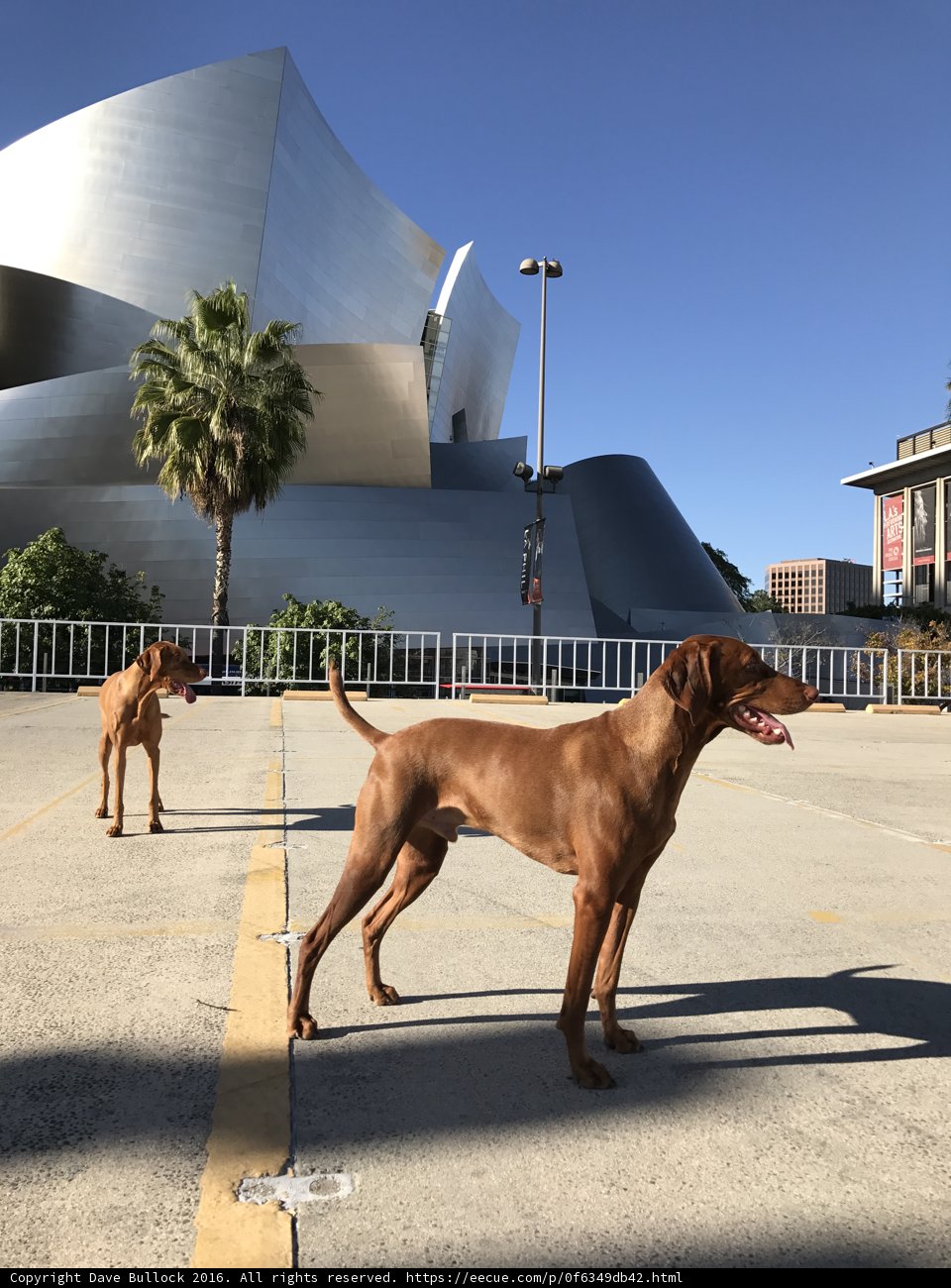 Two Canine Companions