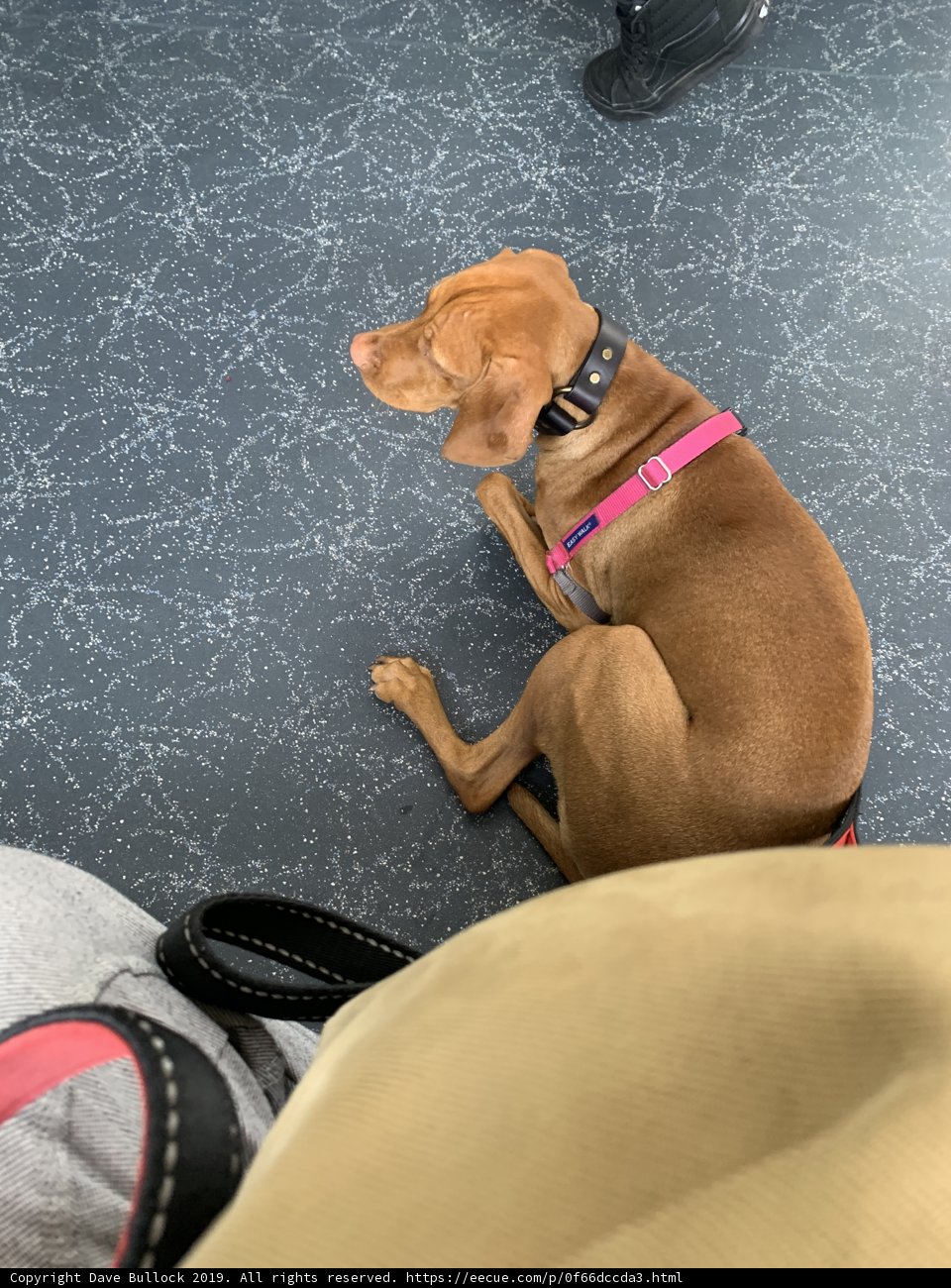Fashionable Dog with Strap Leash