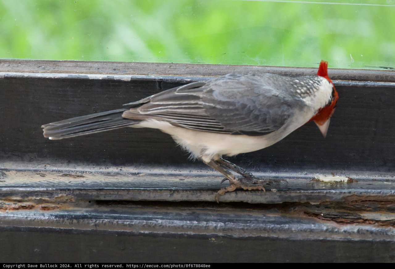 Crimson Crest: A Glimpse of the Cardinal at Honolulu Zoo