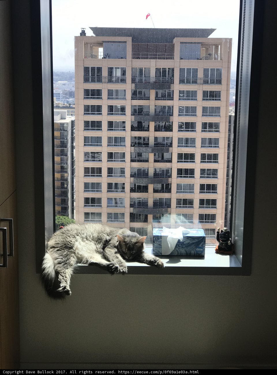 City Cat