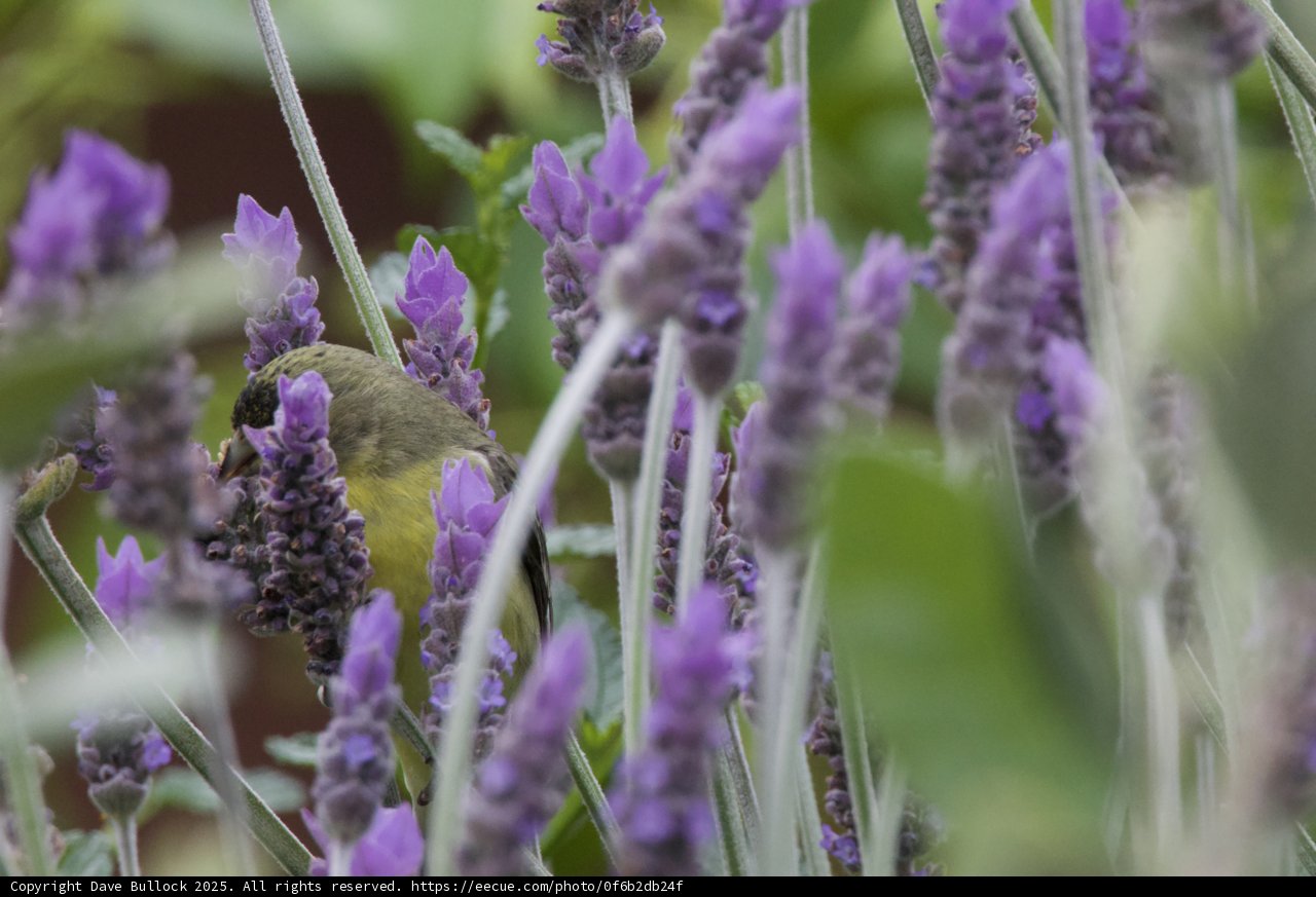 Lavender Kingdom