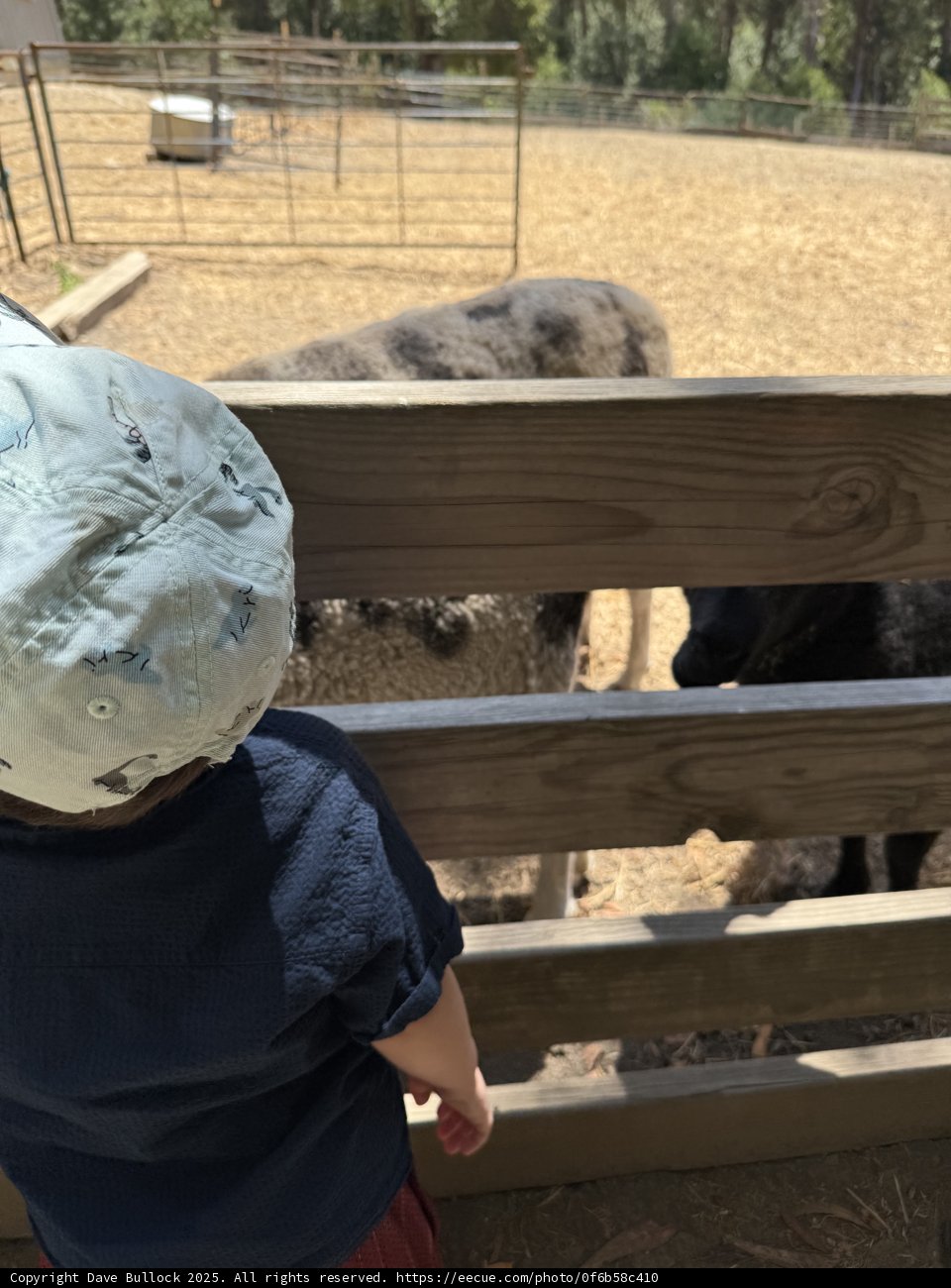 Curious Encounters at Tilden Nature Area