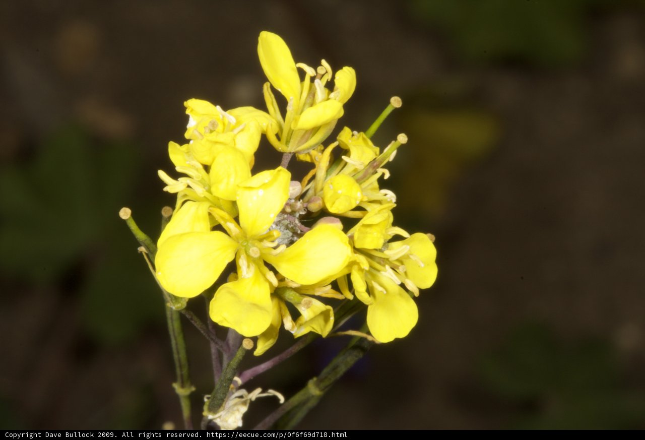 Bright Yellow Geranium Flower