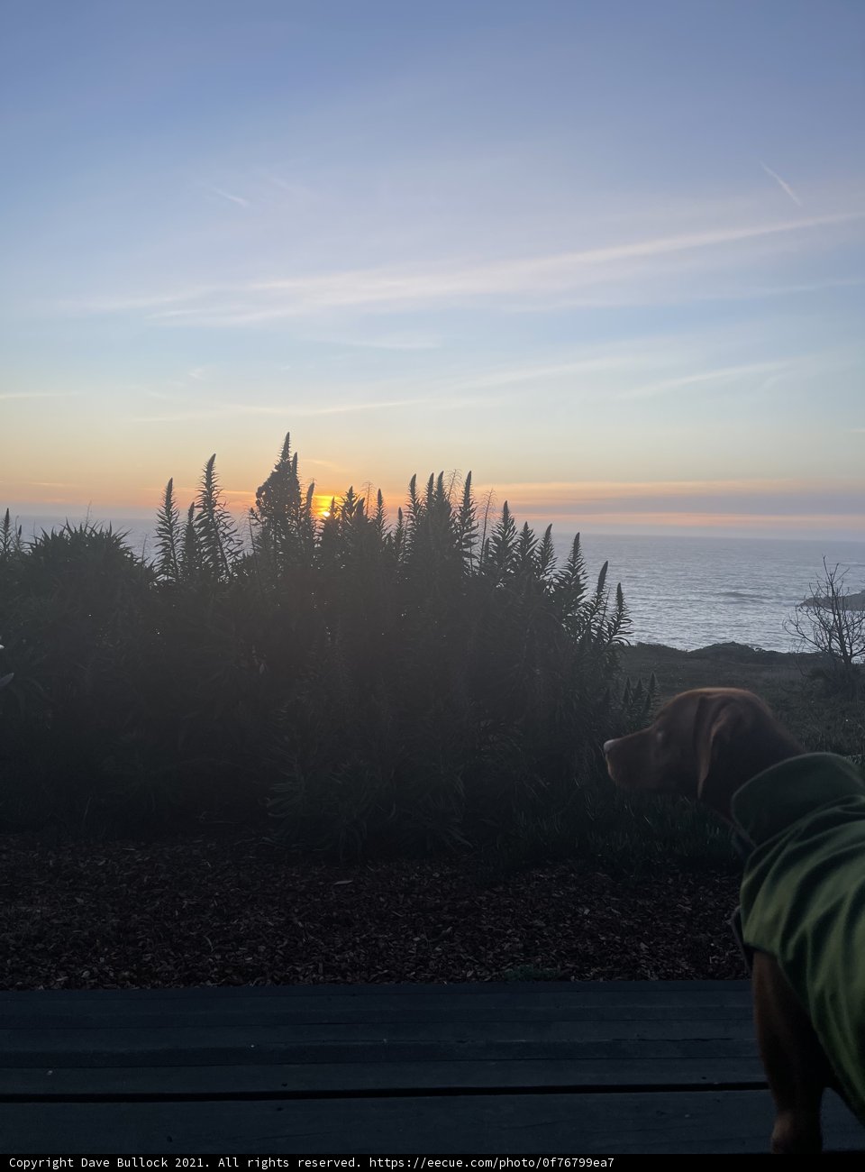 Lookout Dog