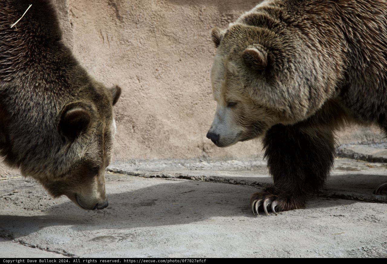 Majestic Duo at SF Zoo