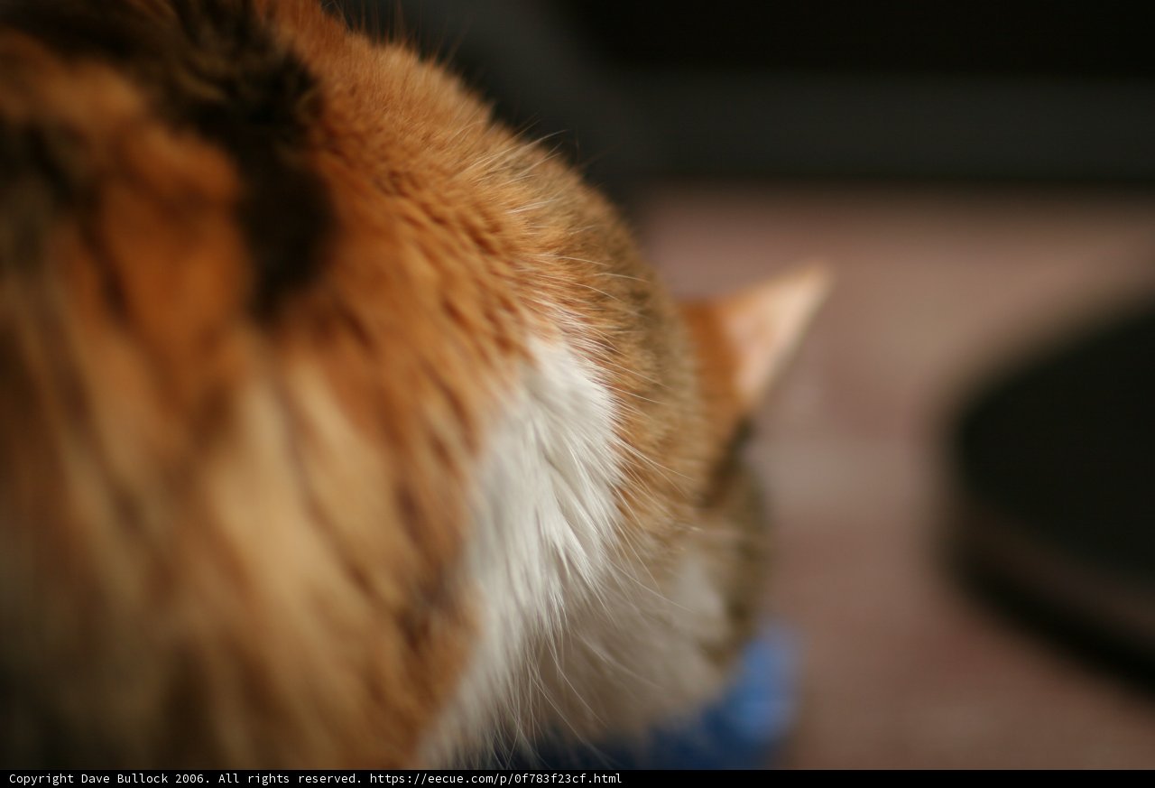 Curious Cat
